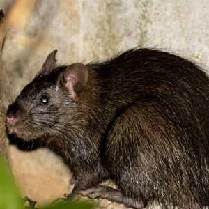 Bandicoot Rat  (Bandicota indica)