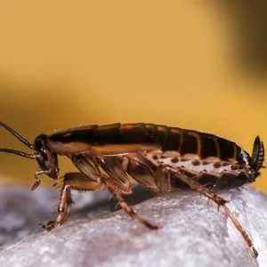 German Cockroach (Blattella germanica)