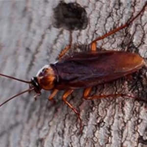 American Cockroach (Periplaneta americana)