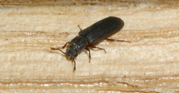 Wood Borer
