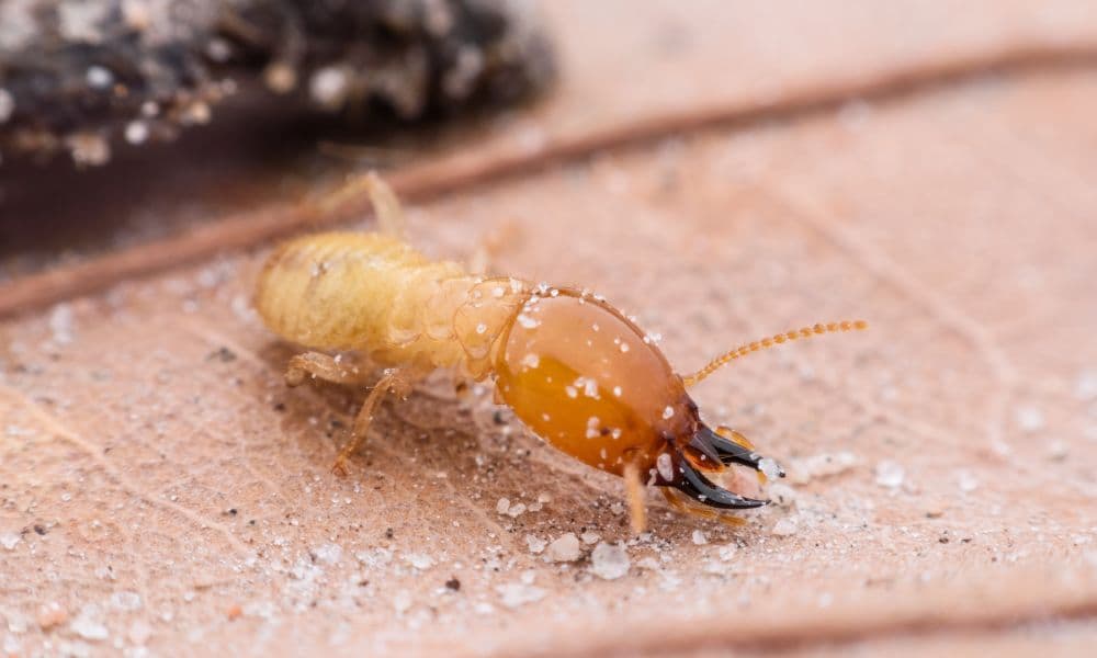 Termite Treatment in Kerala Homes: How to Protect Your Property from Silent Damage