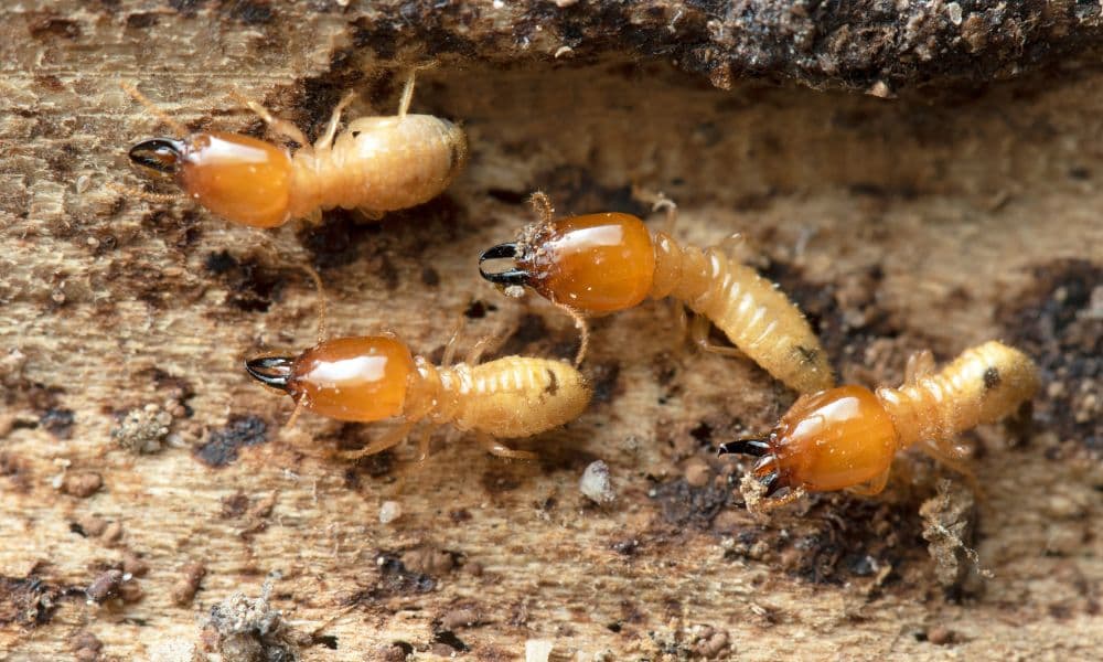 Termite Control Tips for New Homeowners in Kerala